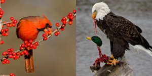 A brief overview of specific species placement in the avian hierarchy –  Eagle's Eye