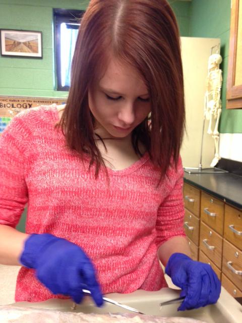 SLICING INTO ANATOMY-- Junior Robin Nolin studies her feline subject during dissection in Christina Goatleys Anatomy and Physiology class.