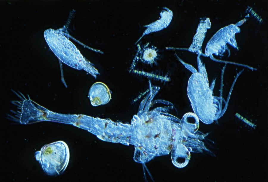 Different+types+of+phytoplankton+under+a+microscope