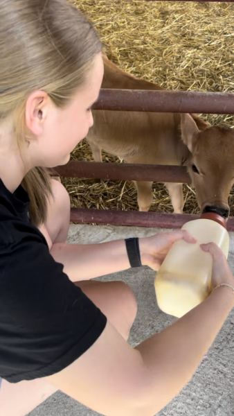 Jenna Shupe feeds a calf at Fountain Fresh Dairy Farm. 