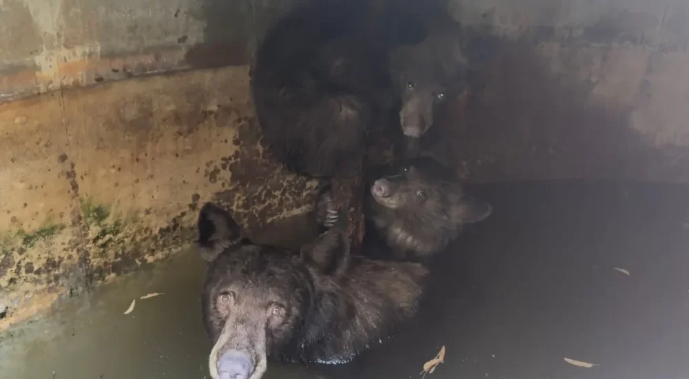 Firefighters and wildlife experts rescuing a mother bear and cubs from a cistern in La Verne