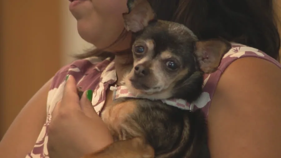 A family dog reunited with owners in Evanston after being missing for 12 years