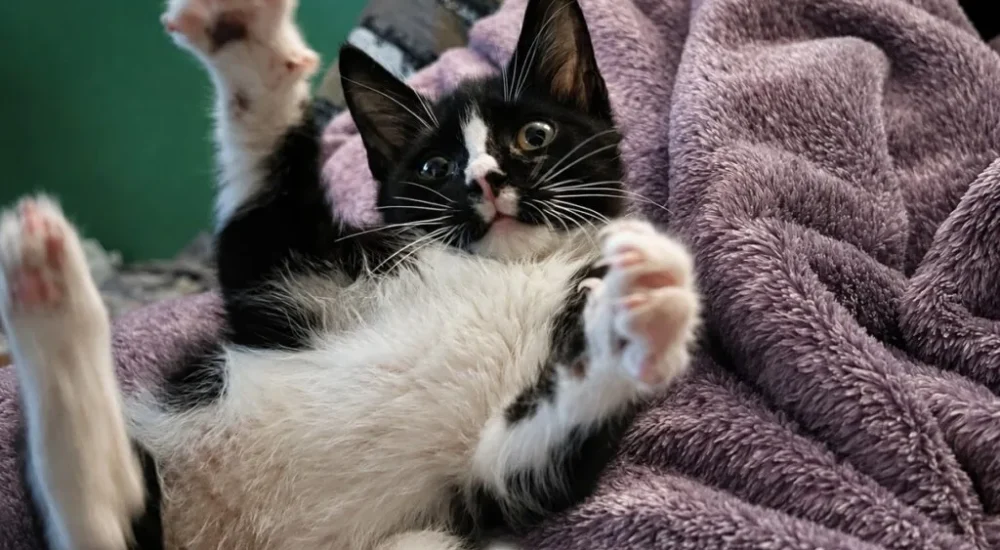 A rescued cat named Spot recovering after specialized veterinary surgery at Washington State University