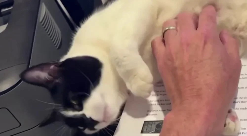 A rescued cat sits safely after being found at a landfill and returned home
