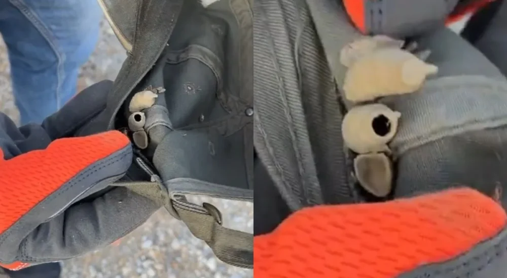 A woman on TikTok uses tiny parasitic wasps to fight clothes moths in her closet