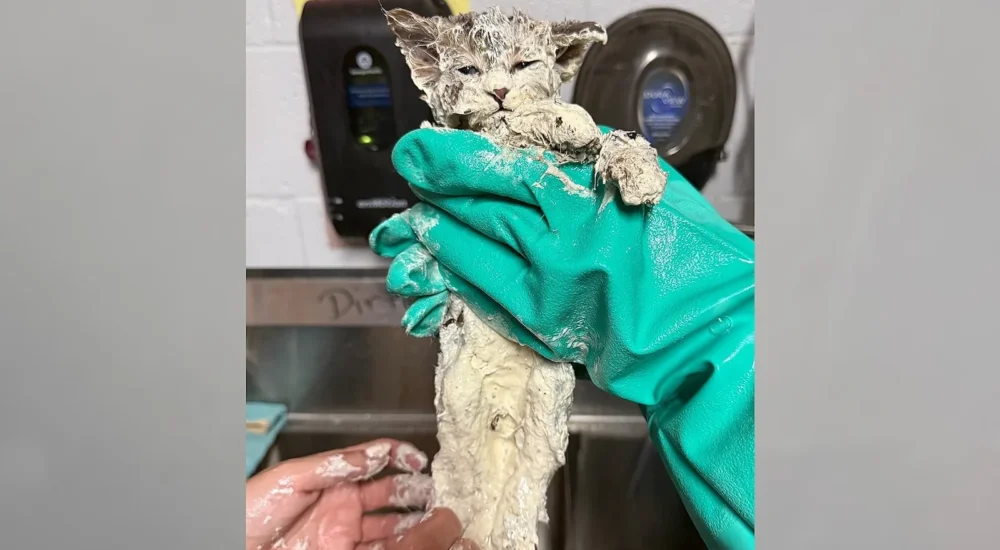 Small kitten named Elmer being cared for after rescue from industrial glue