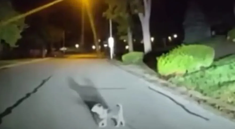 A small dog leads a police officer down a residential street in Leawood, Kansas